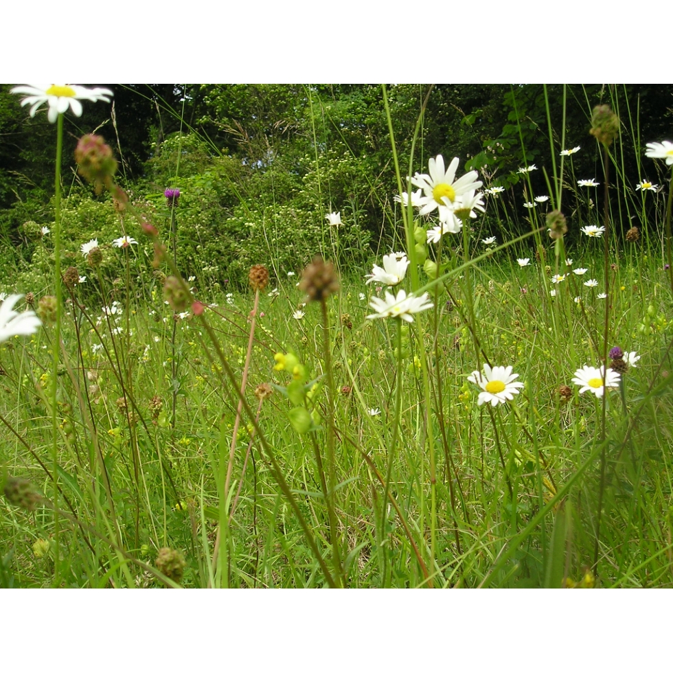Chalk and Limestone Meadow mix Wildflower and Grass Mix from