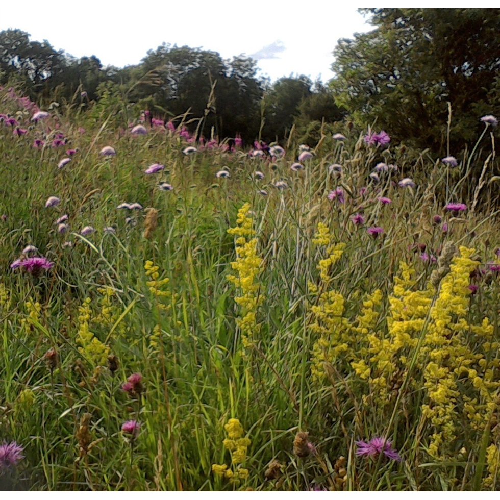 Chalk and Limestone Meadow mix Wildflower and Grass Mix from