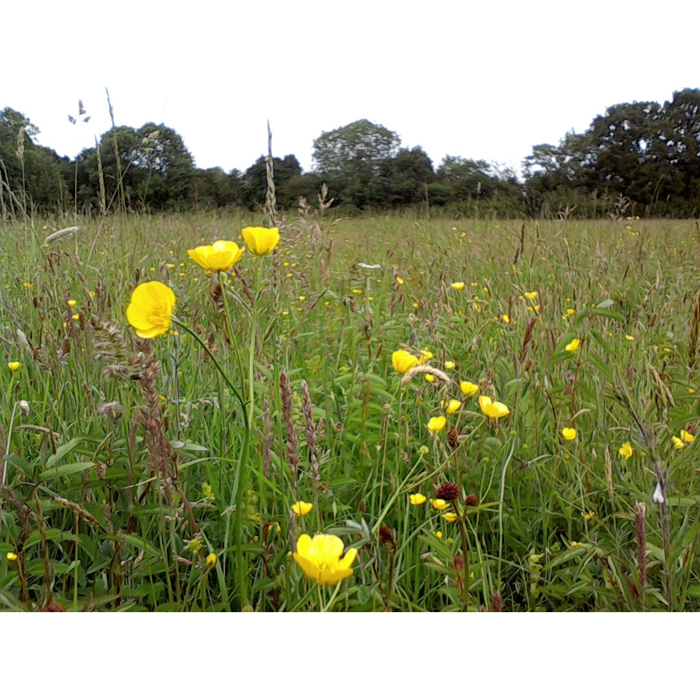 Meadow mix for Clay Soils Wildflower and Grass seed Mix from