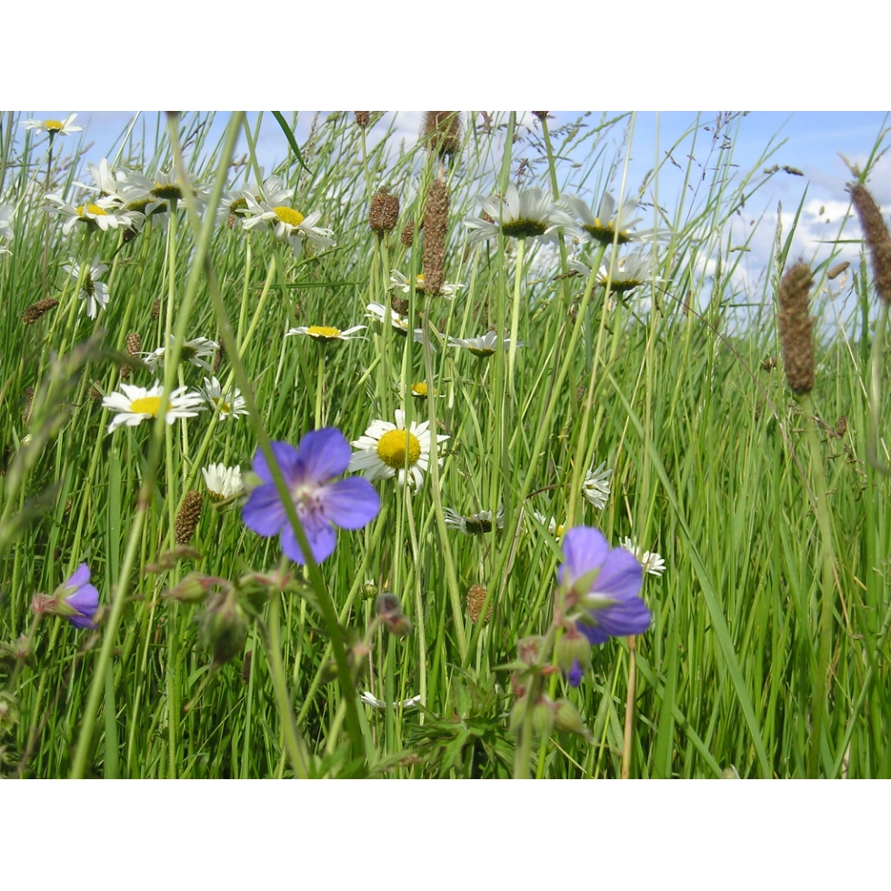 Meadow seed mix for Fertile Soils Wildflower and Grass Mix from