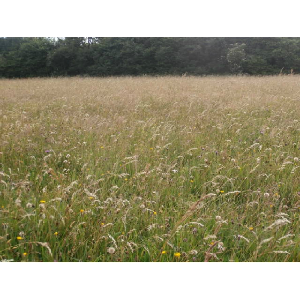 Meadow mix for Acid soils Wildflower and Grass seed Mix from