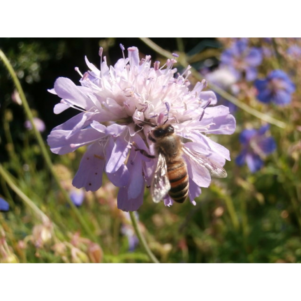 Honey Bee Meadow mix Wildflower and Grass seed Mixture from