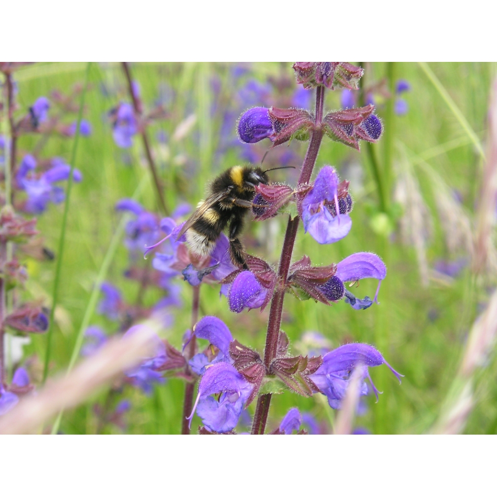 Honey Bee Meadow mix Wildflower and Grass seed Mixture from