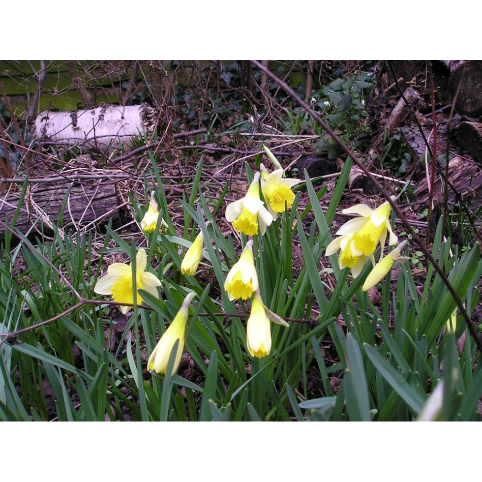 Wild Daffodil bulbs (narcissus lobularis) from Wildflowers UK.