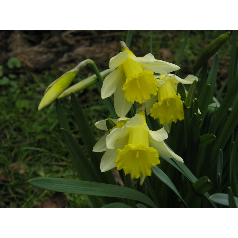 Wild Daffodil bulbs (narcissus lobularis) from Wildflowers UK.