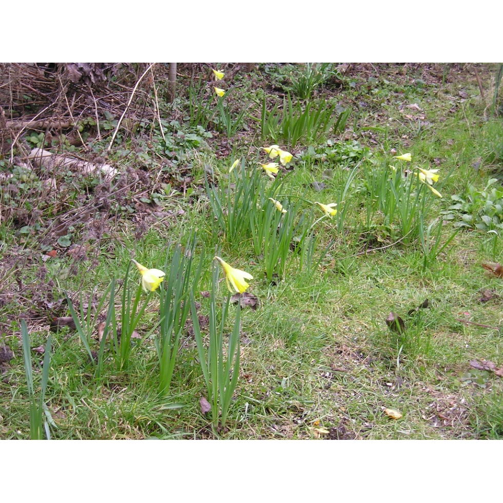 Wild Daffodil bulbs (narcissus lobularis) from Wildflowers UK.