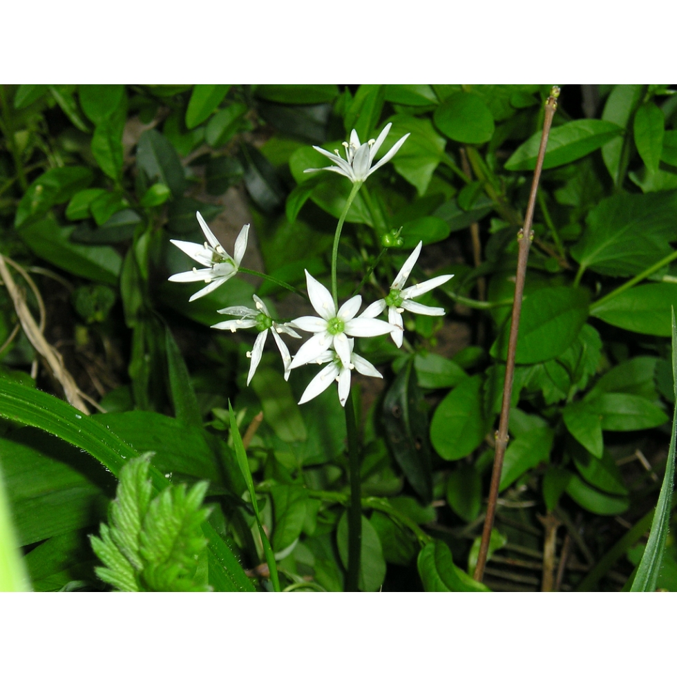 Wild Garlic bulbs (allium ursinum) from Wildflowers UK.