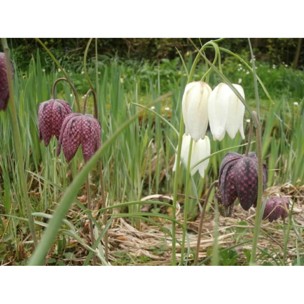 Snakes Head Fritillary bulbs (fritillaria meleagris) from Wildflowers UK.
