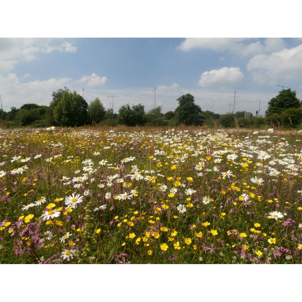 Wild flowers for Clay Soils 100 wild flower seed mix from Wildflowers UK.